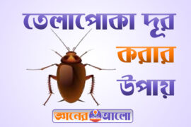 তেলাপোকা দূর করার উপায় বা কার্যকরী সমাধান